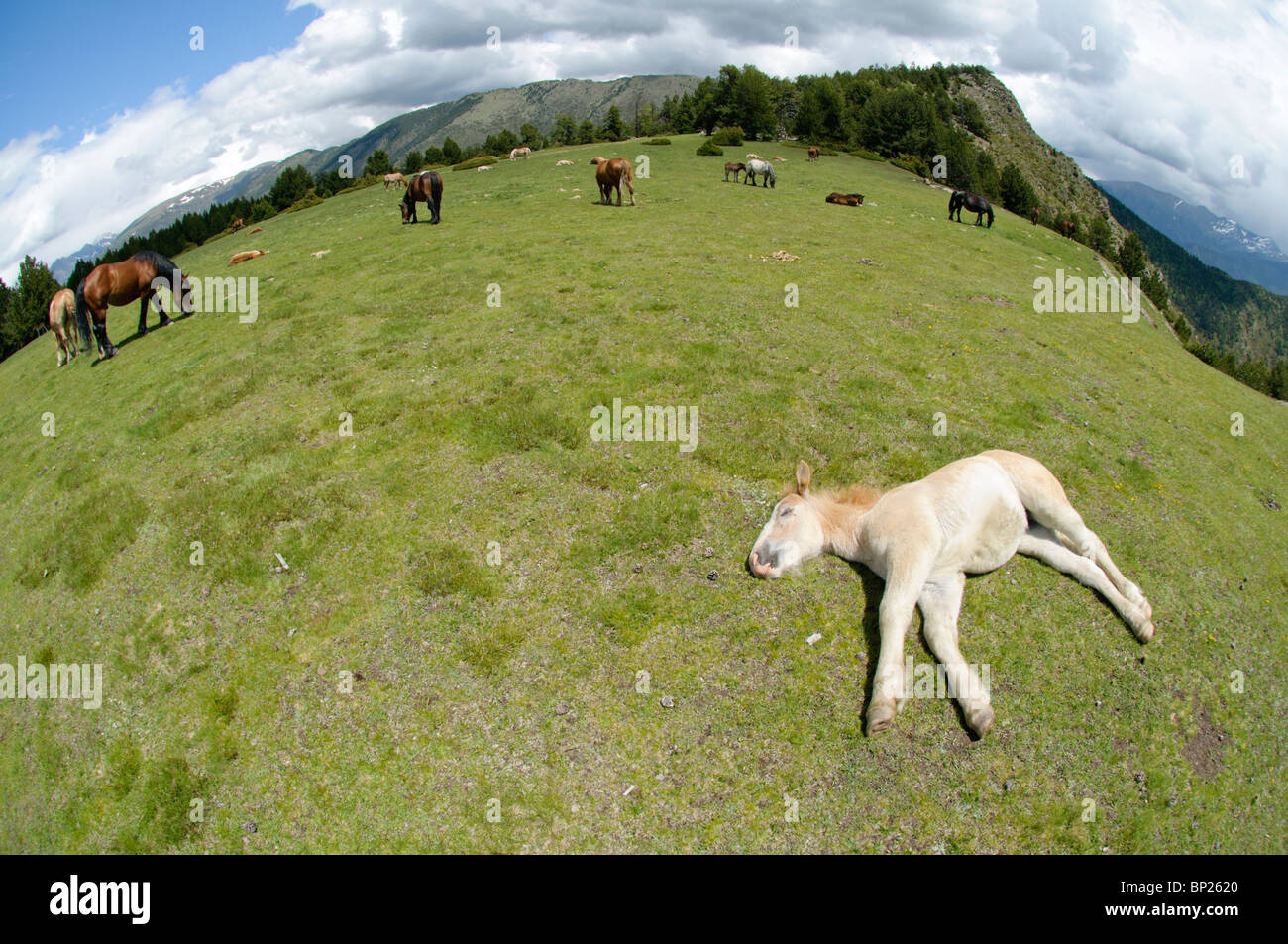 Zona di pascolo in alti Pirenei durante il periodo estivo con i cavalli al pascolo e un giovane si dorme in primo piano, Spagna Foto Stock