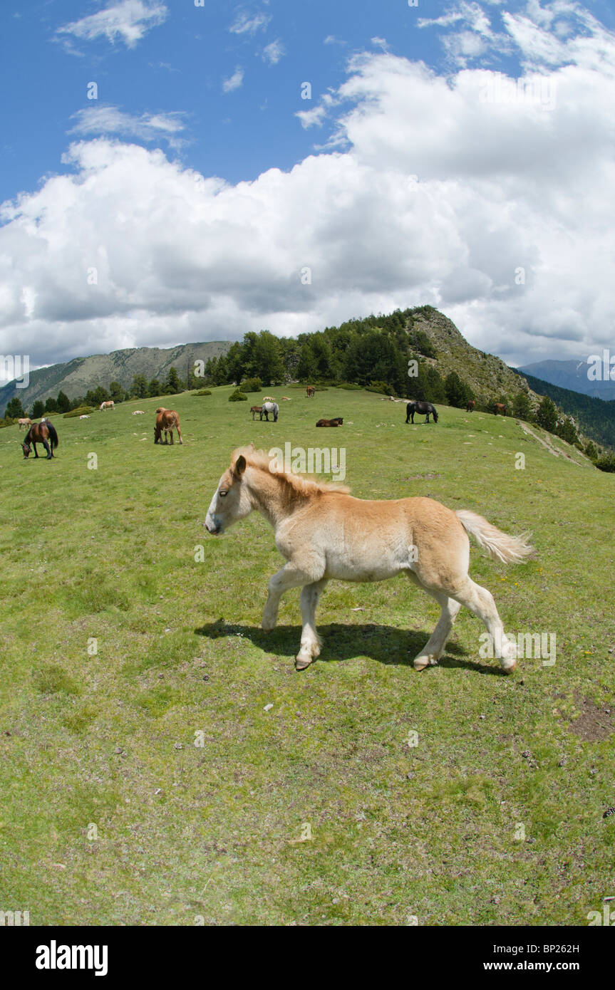 Zona di pascolo in alti Pirenei durante il periodo estivo con i cavalli al pascolo e un giovane uno in primo piano, Spagna Foto Stock