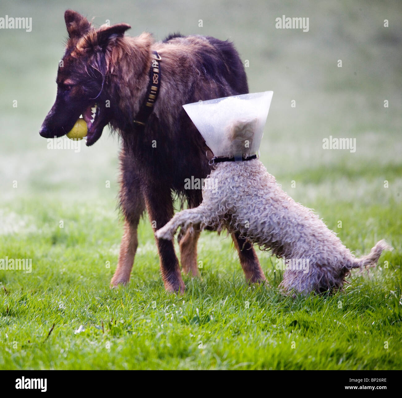 Due cani gioca fetch con una palla in un parco residenziale Foto Stock