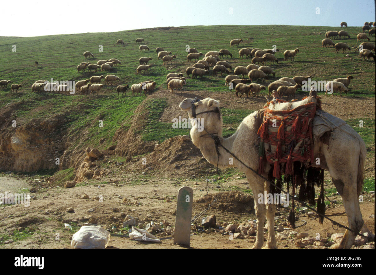 1531. La molla nella Judean Hills, pecore al pascolo Foto Stock