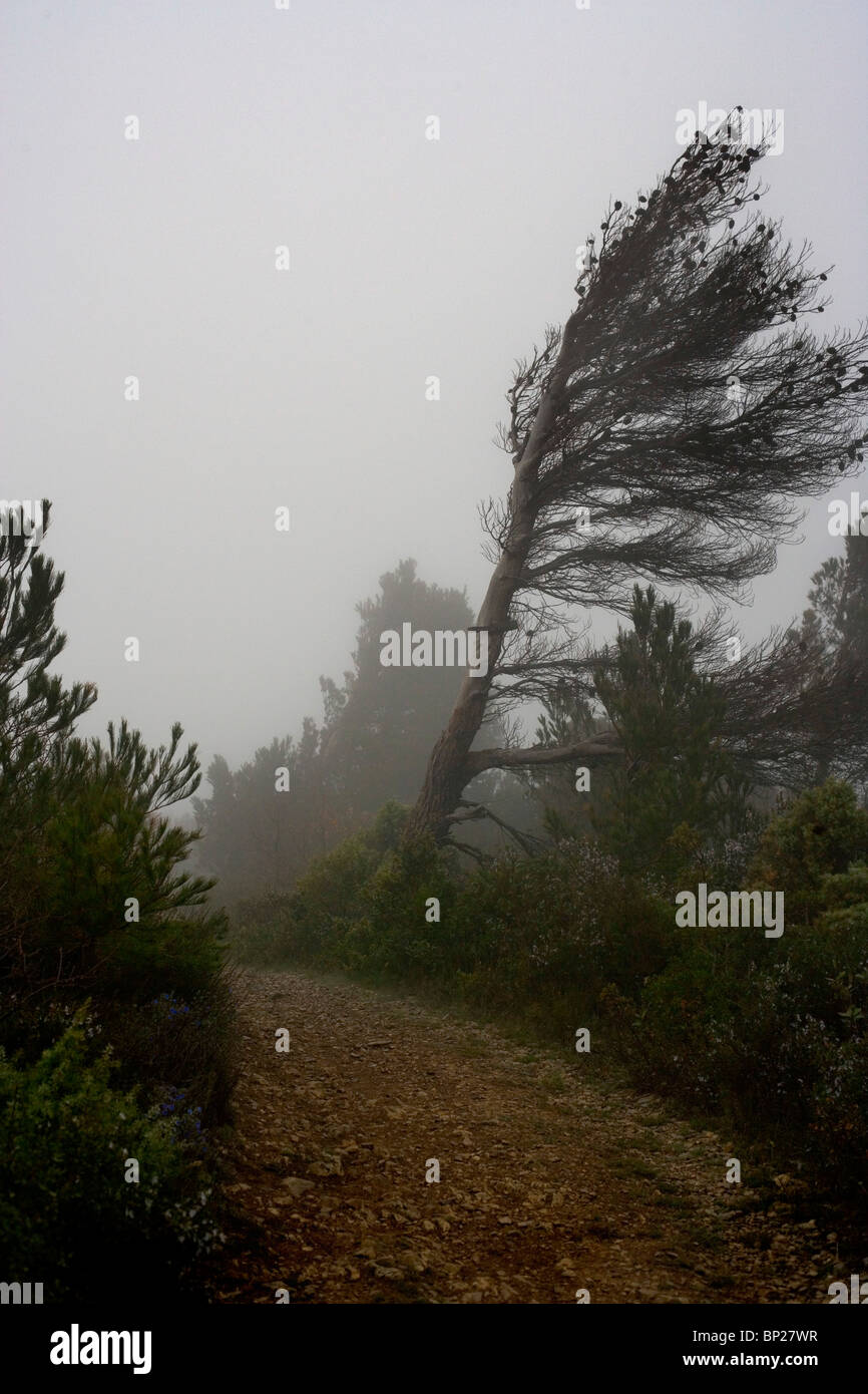 Una nebbia, percorso di montagna in Lagrasse, Francia Foto Stock