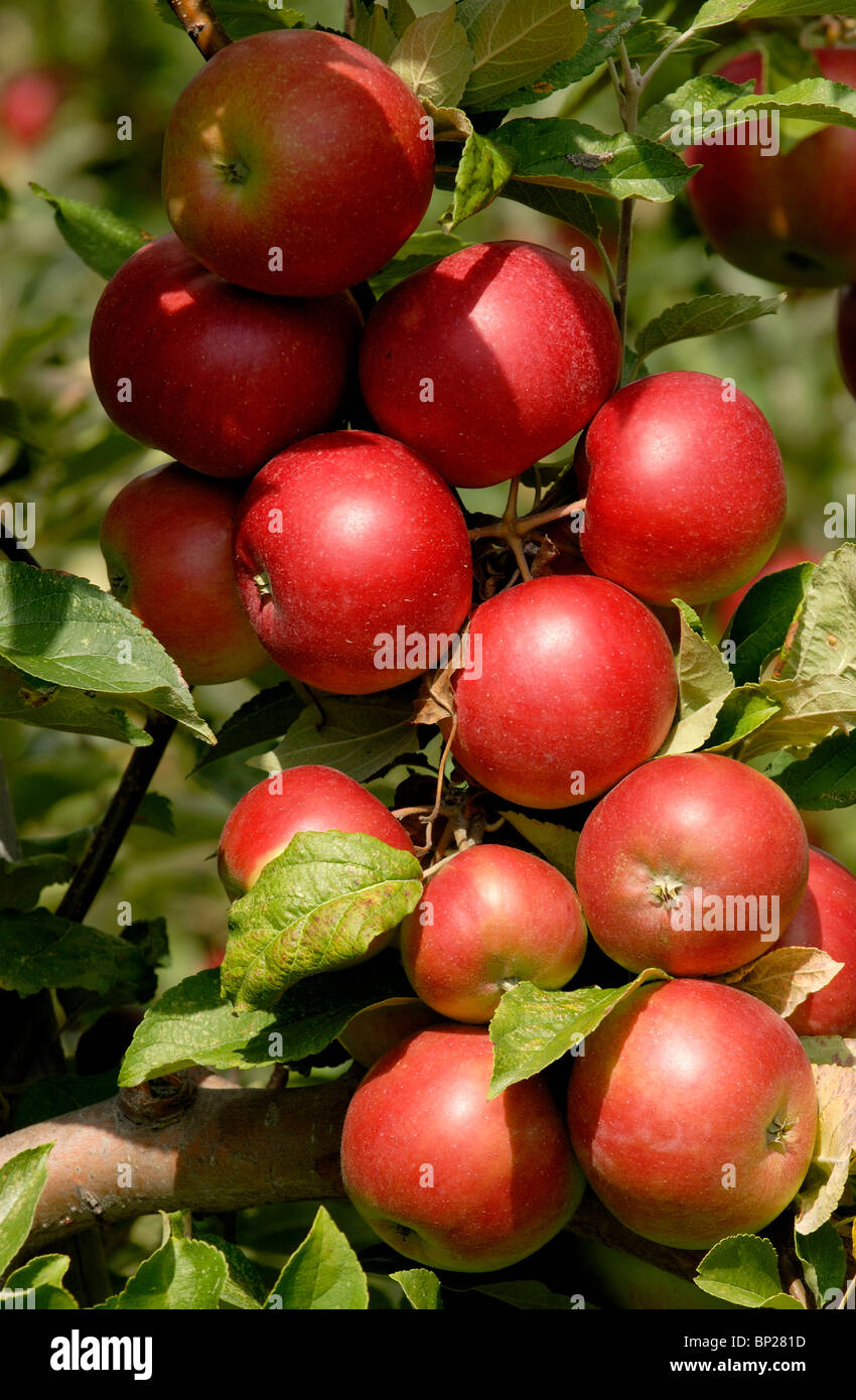 Close Up di mele che cresce su un albero Foto Stock