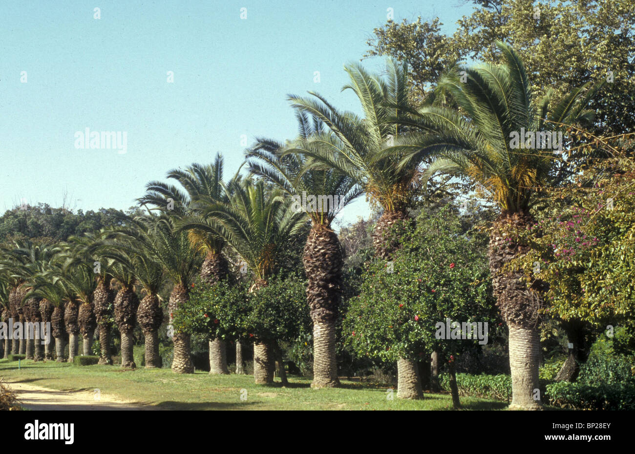 Data di alberi nella valle del Giordano " Il giusto fiorirà come palma, crescerà come cedro del Libano." Salmi 92:12 Foto Stock