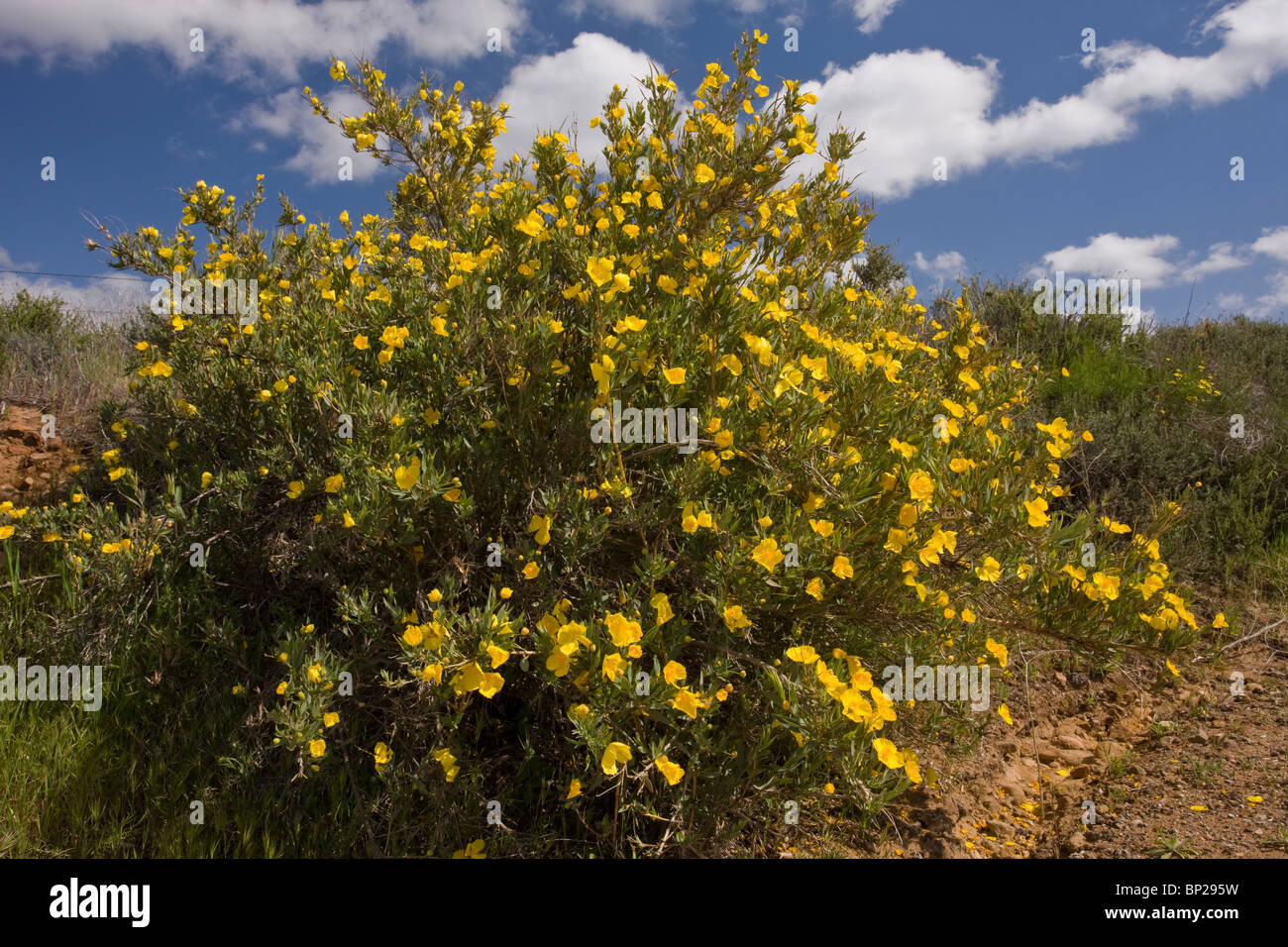 Boccola di papavero o albero di papavero Dendromecon rigida nel pieno fiore; Sud California. Foto Stock