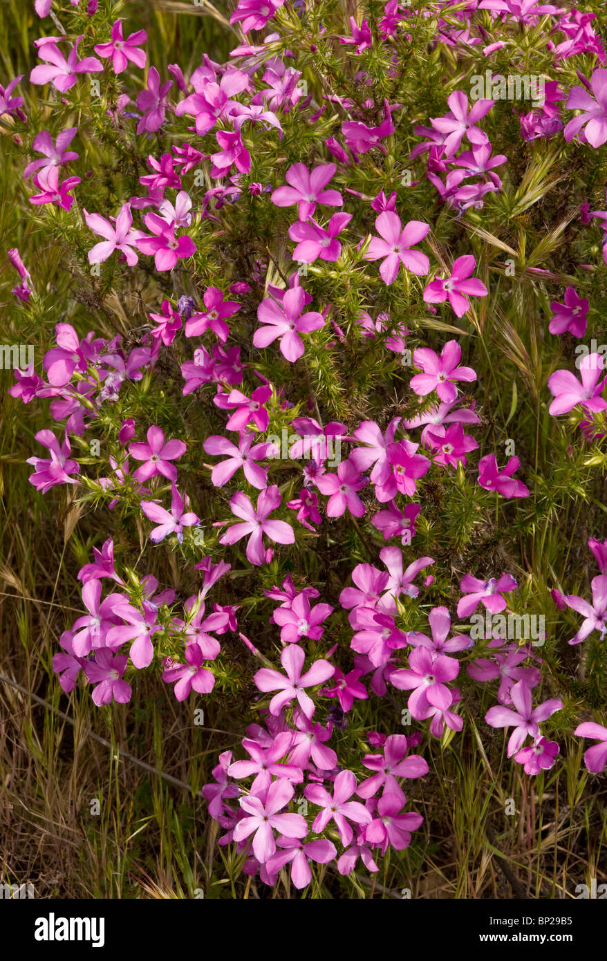 California phlox coccolone Leptodactylon californicum; endemico arbusto californiano. S. California. Foto Stock