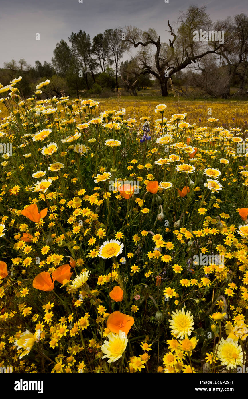 Fiori di primavera presso Shell Creek vicino a San Luis Obispo: Tidy-suggerimenti, goldfields ecc. S. California. Foto Stock