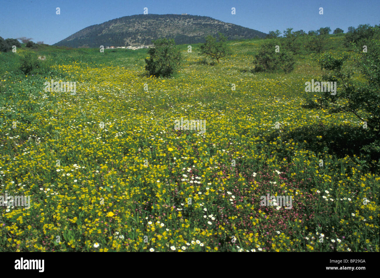 Valle di Jezreel separa la Galilea da Samaria. Il nome significa Dio semina & riflette la fertilità della valle. Biblica Foto Stock
