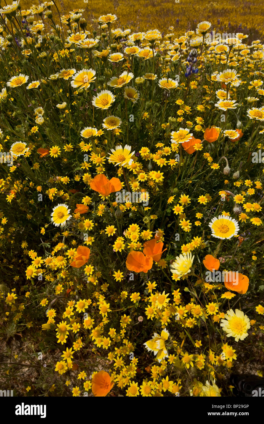 Fiori di primavera presso Shell Creek vicino a San Luis Obispo: Tidy-suggerimenti, goldfields ecc. S. California. Foto Stock
