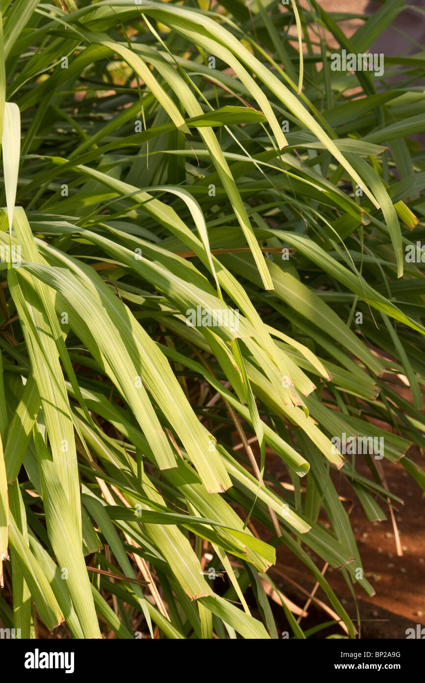 Impianto di citronella close-up Foto Stock Impianto di citronella close-up Foto Stock
