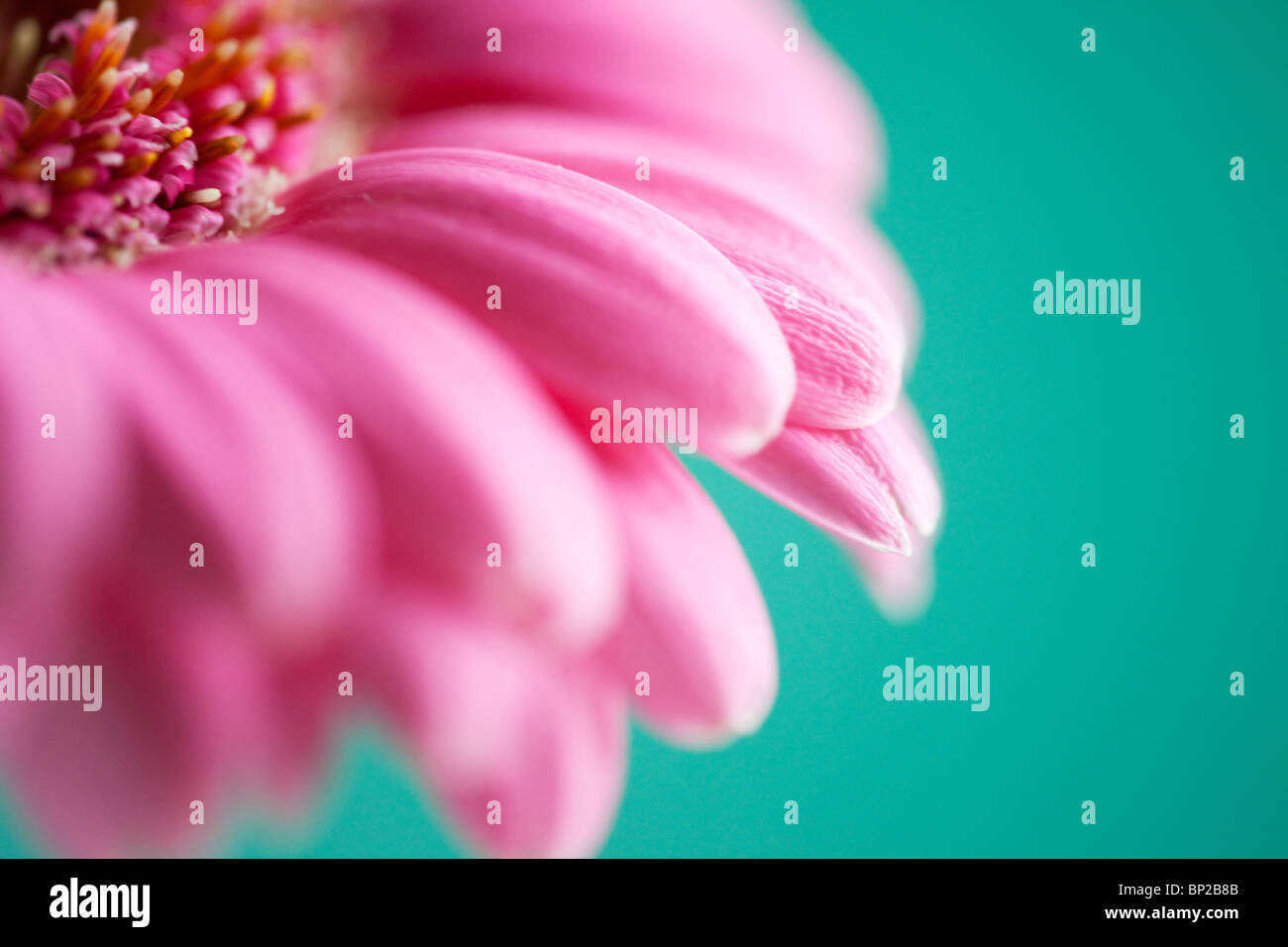 Gerbera fiore studio dettaglio Foto Stock