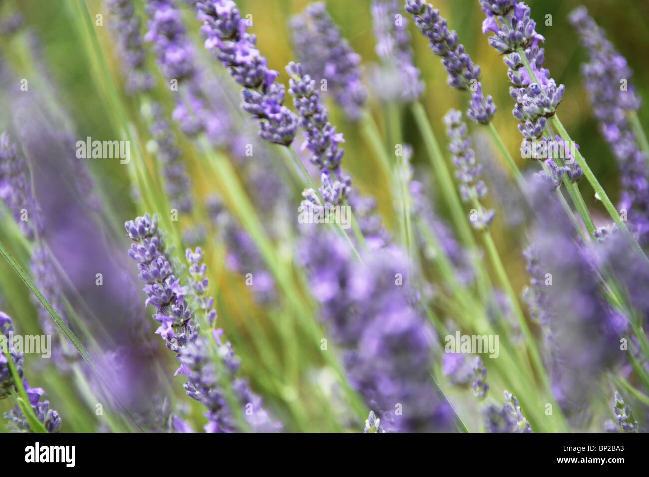 La lavanda, Poggio ai Santi, vicino a Livorno Costa degli Etruschi Toscana, Italia Foto Stock