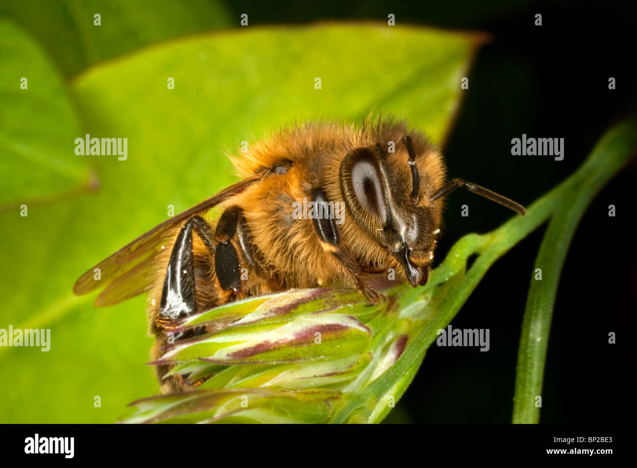 Un miele delle api (Apis mellifera) in Cornovaglia. Jack fotografia della luna Foto Stock