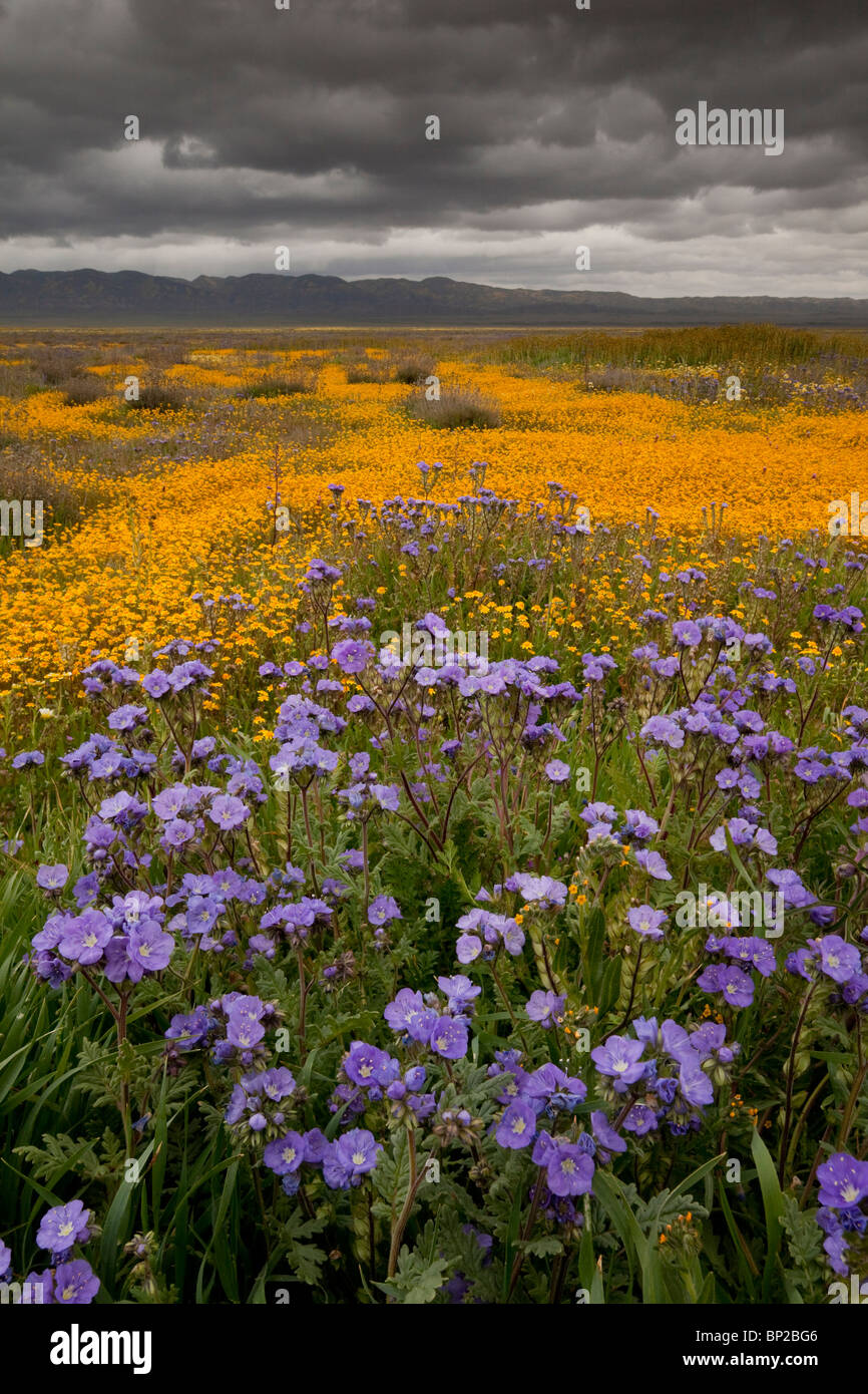 Spettacolare di masse di Fremont's Phacelia e Goldfields, Lasthenia sp. in Carrizo Plain, California. Foto Stock