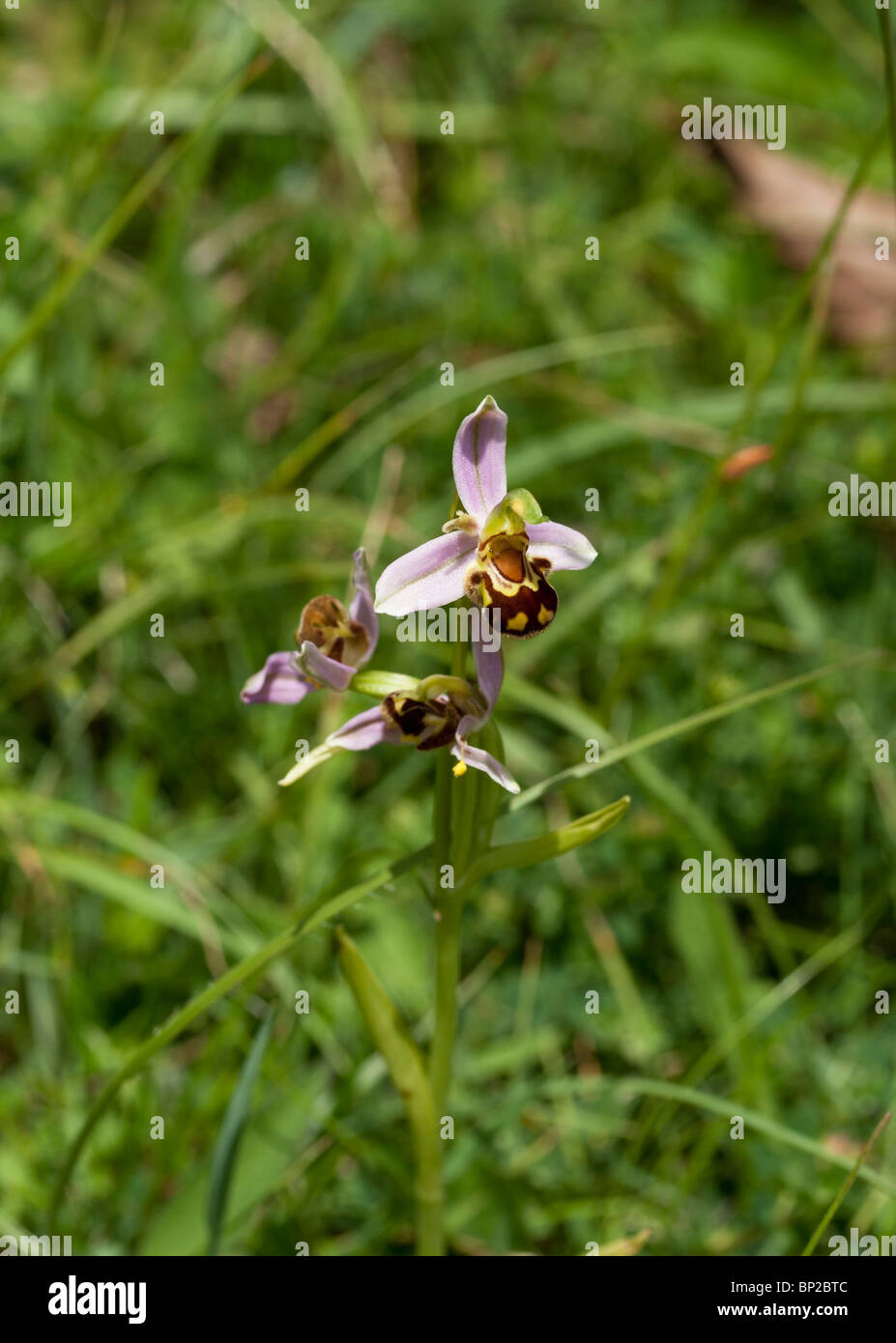 Ape Orchid sul North Downs, vicino a Dorking, Regno Unito Foto Stock