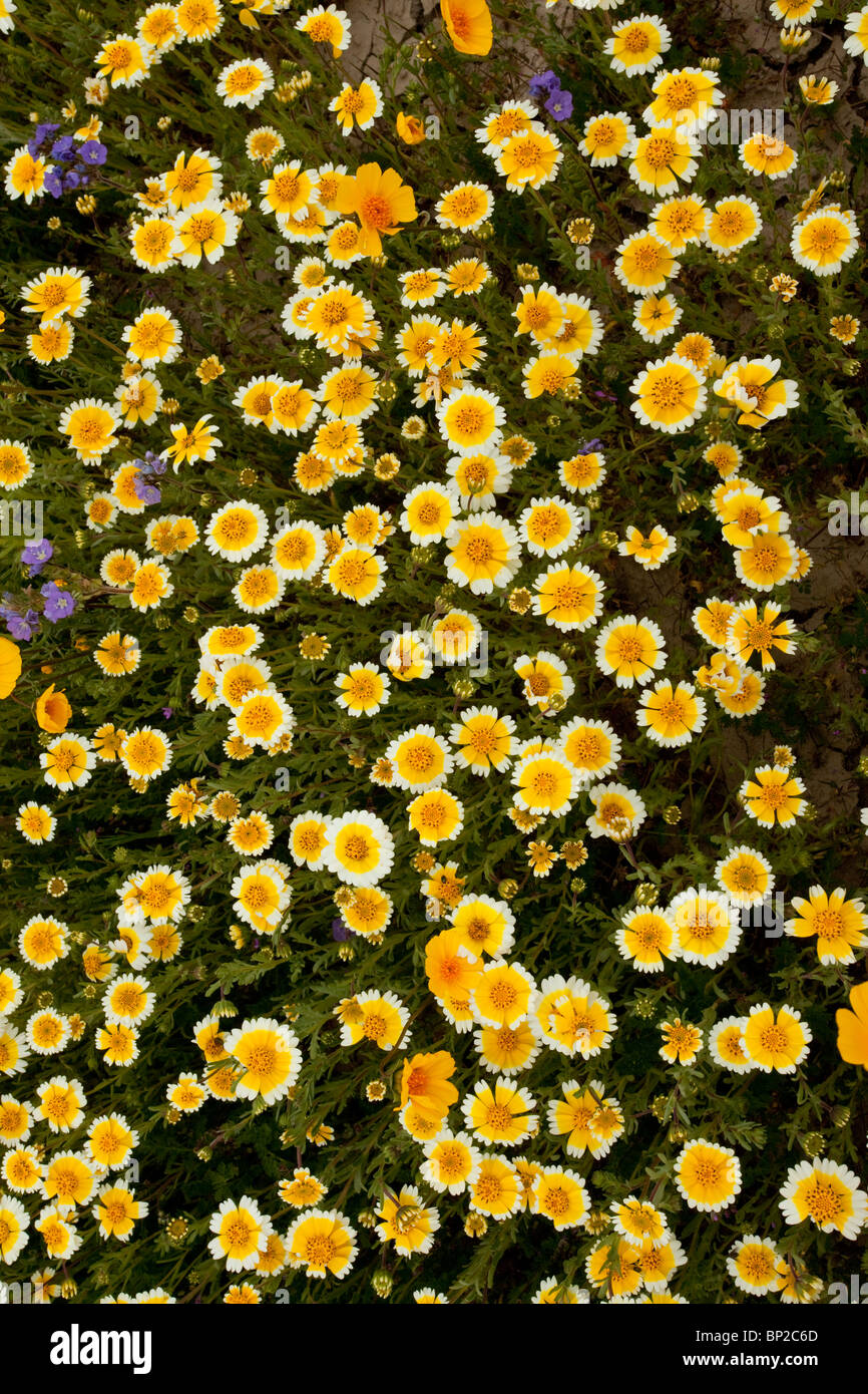 Massa di Tidy-suggerimenti con altri fiori di primavera in Carrizo Plain, California. Foto Stock