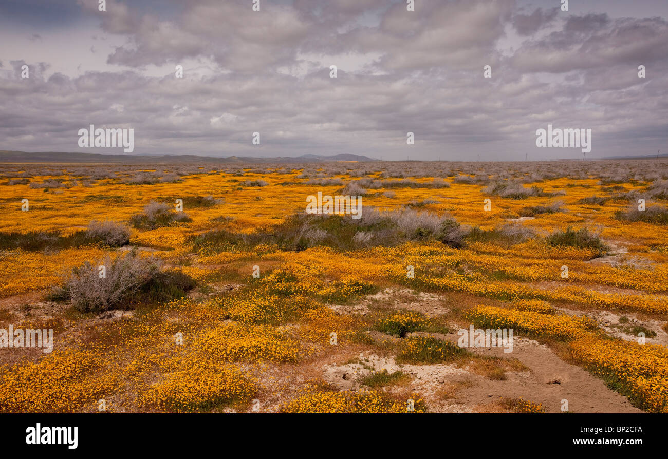 Spettacolare di masse di Goldfields, Lasthenia sp. in Carrizo Plain, California. Foto Stock