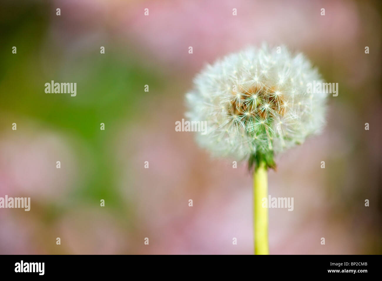Portland, Oregon, Stati Uniti d'America; Tarassaco come un paracadute sfera Foto Stock