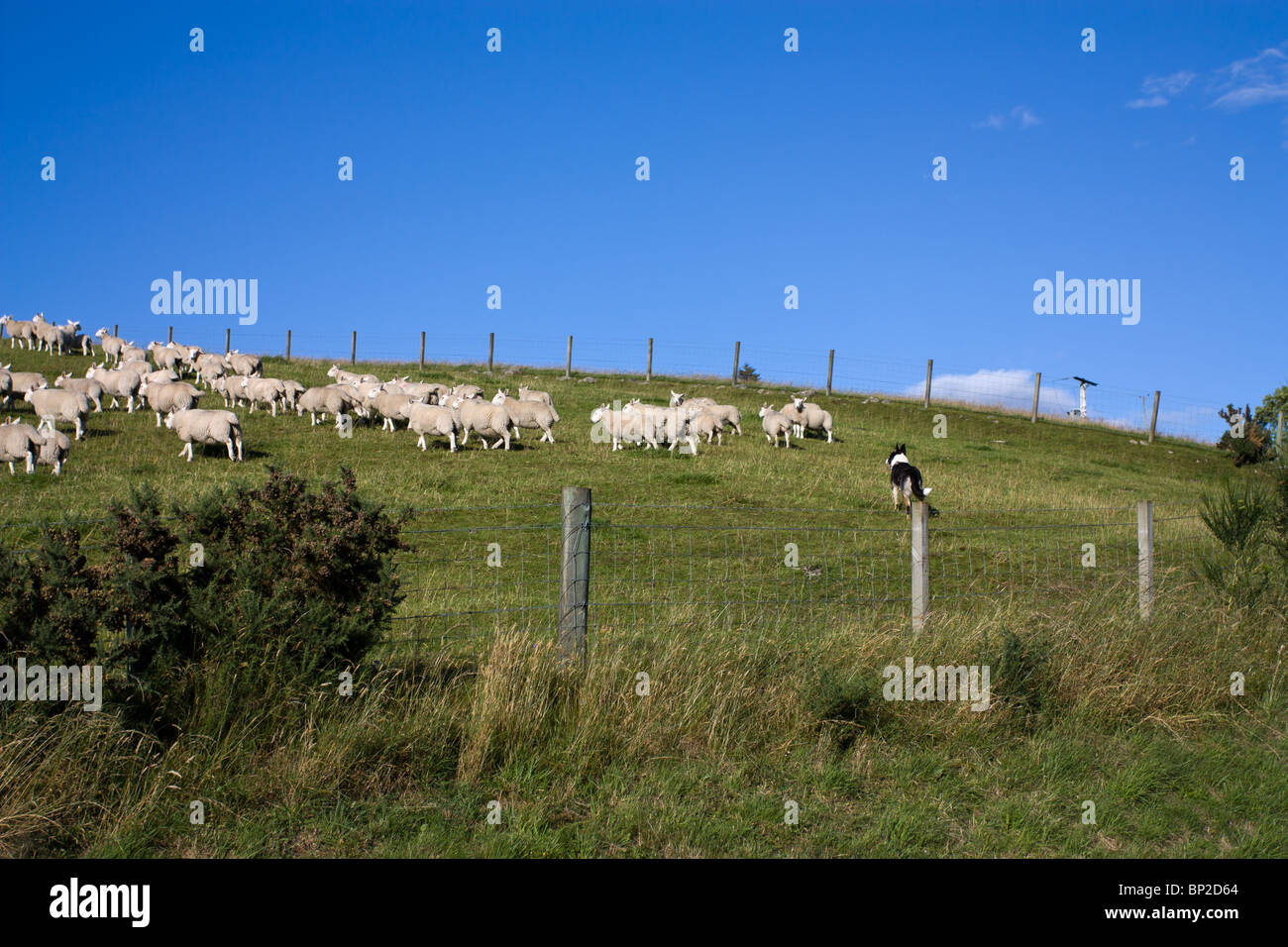 Border Collie cane da lavoro radunare le pecore su di un altopiano Scozzese hillside. Foto Stock