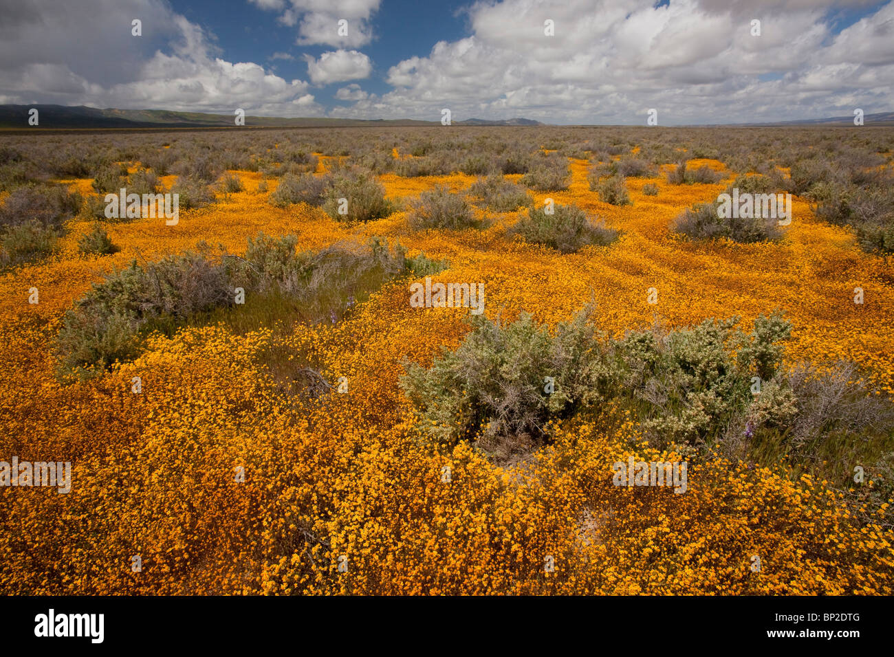 Spettacolare di masse di Goldfields, Lasthenia sp. in Carrizo Plain, California. Foto Stock