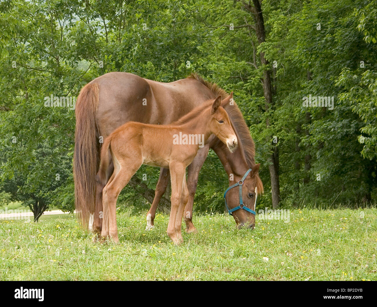 Mare e puledro mangiare erba Foto Stock