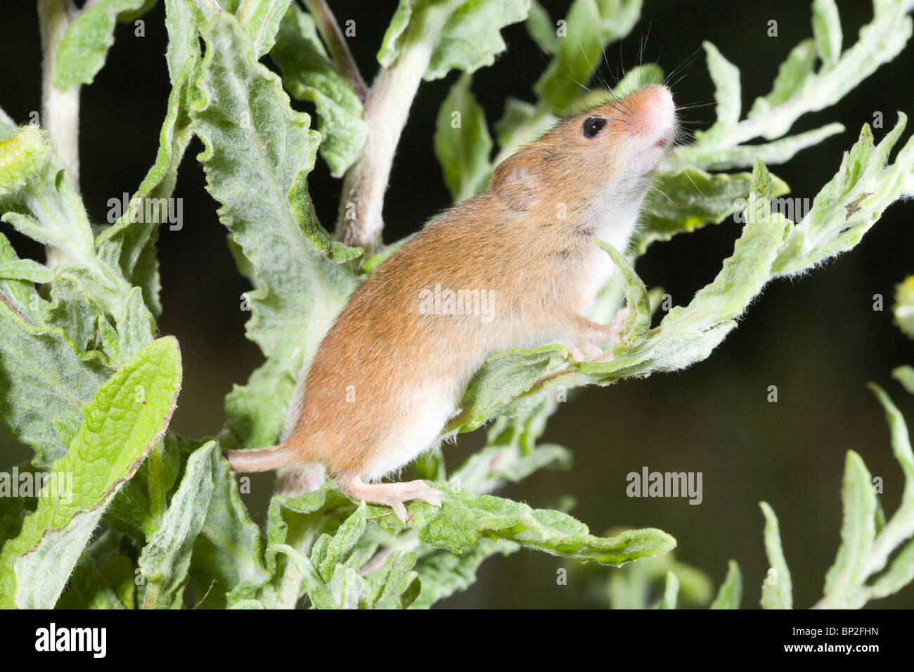 Harvest Mouse (Micromys minutus), arrampicata su (Fleabane Pulicaria dysenterica). Foto Stock