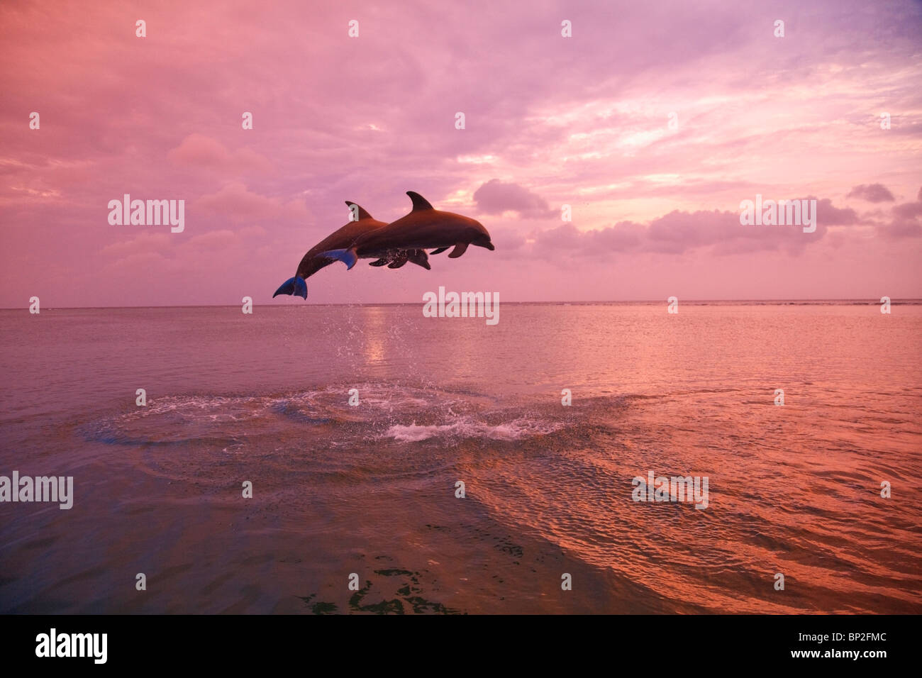 Roatan, isole di Bay, Honduras; i delfini (tursiops truncatus) Jumping insieme al tramonto nel Mar dei Caraibi Foto Stock