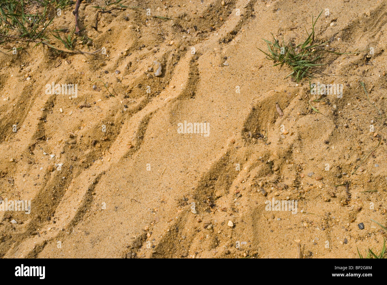 Hermann's tartaruga (Testudo hermanni). Tartaruga via a sinistra dietro sulla sabbia, con plastron e piedi stampe chiaramente visibile. Foto Stock