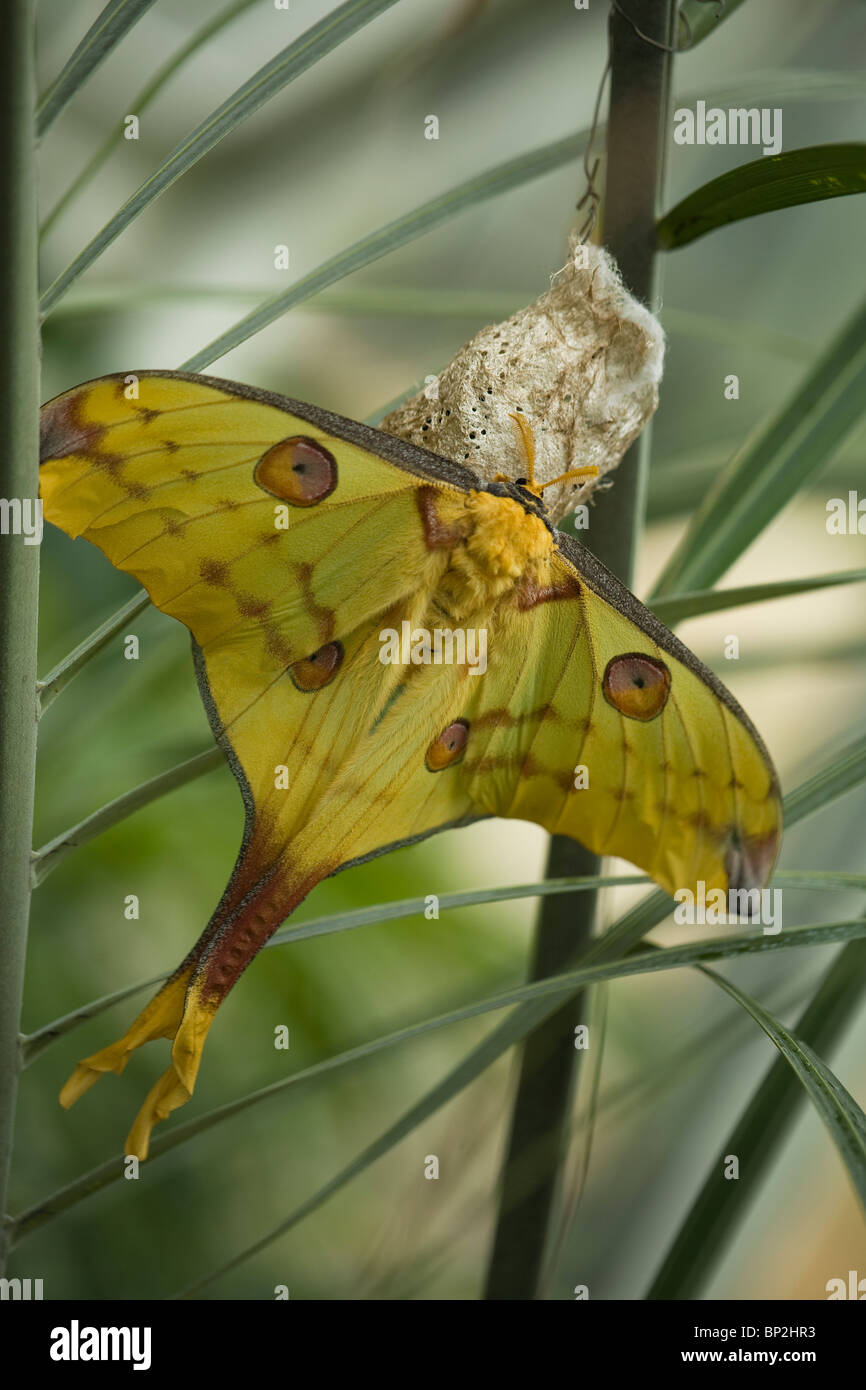 Comet Tarma (argema mittrei) Silk Moth Foto Stock