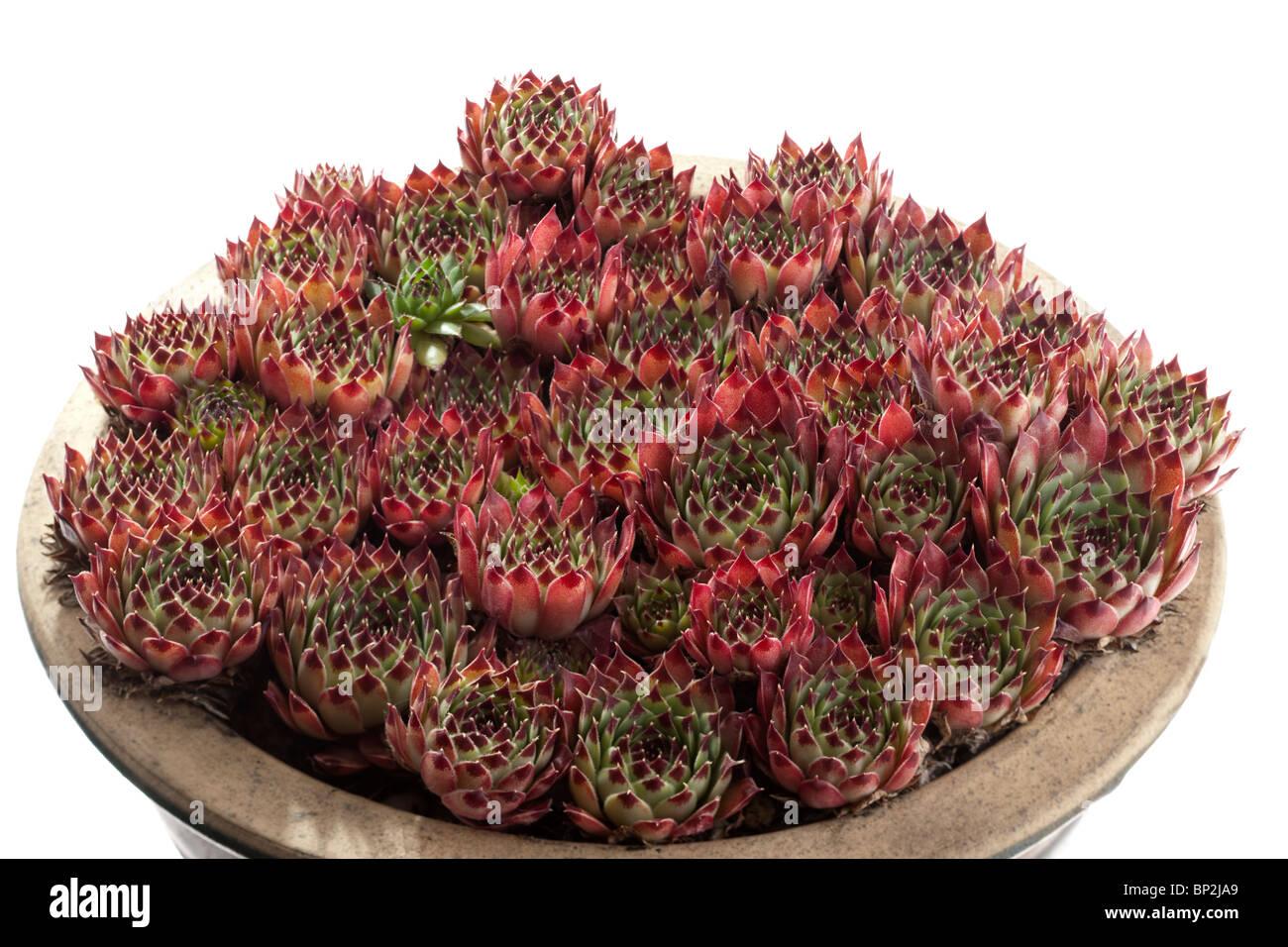 Piccolo in ceramica circolari ribassate contenitore riempito con il marrone rossiccio e foglie verdi a filo refilato Sempervivum piante Foto Stock