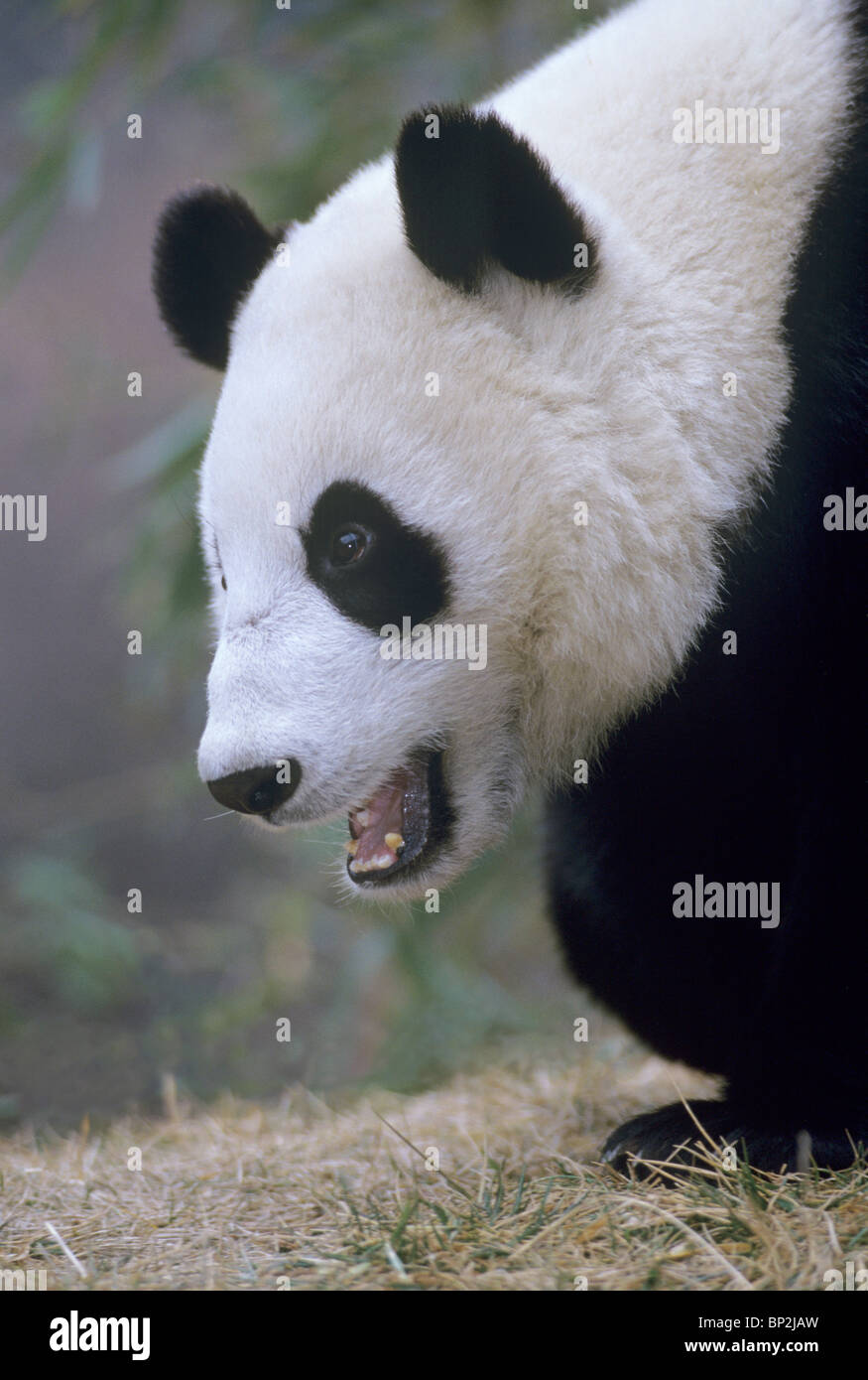 Panda gigante mostrando grande testa, Wolong, Cina Foto Stock