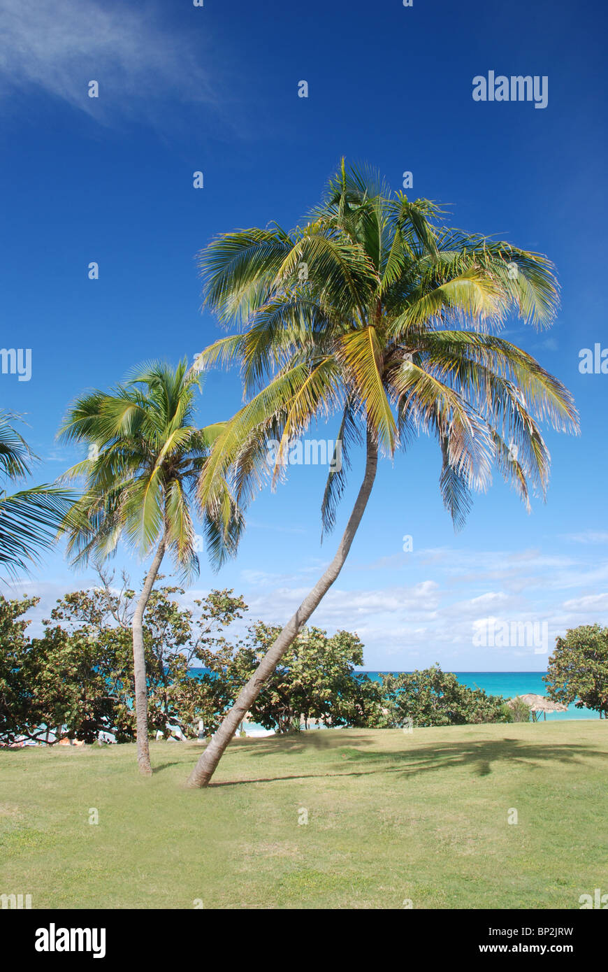 Alberi di palma tropicali su una spiaggia Foto Stock