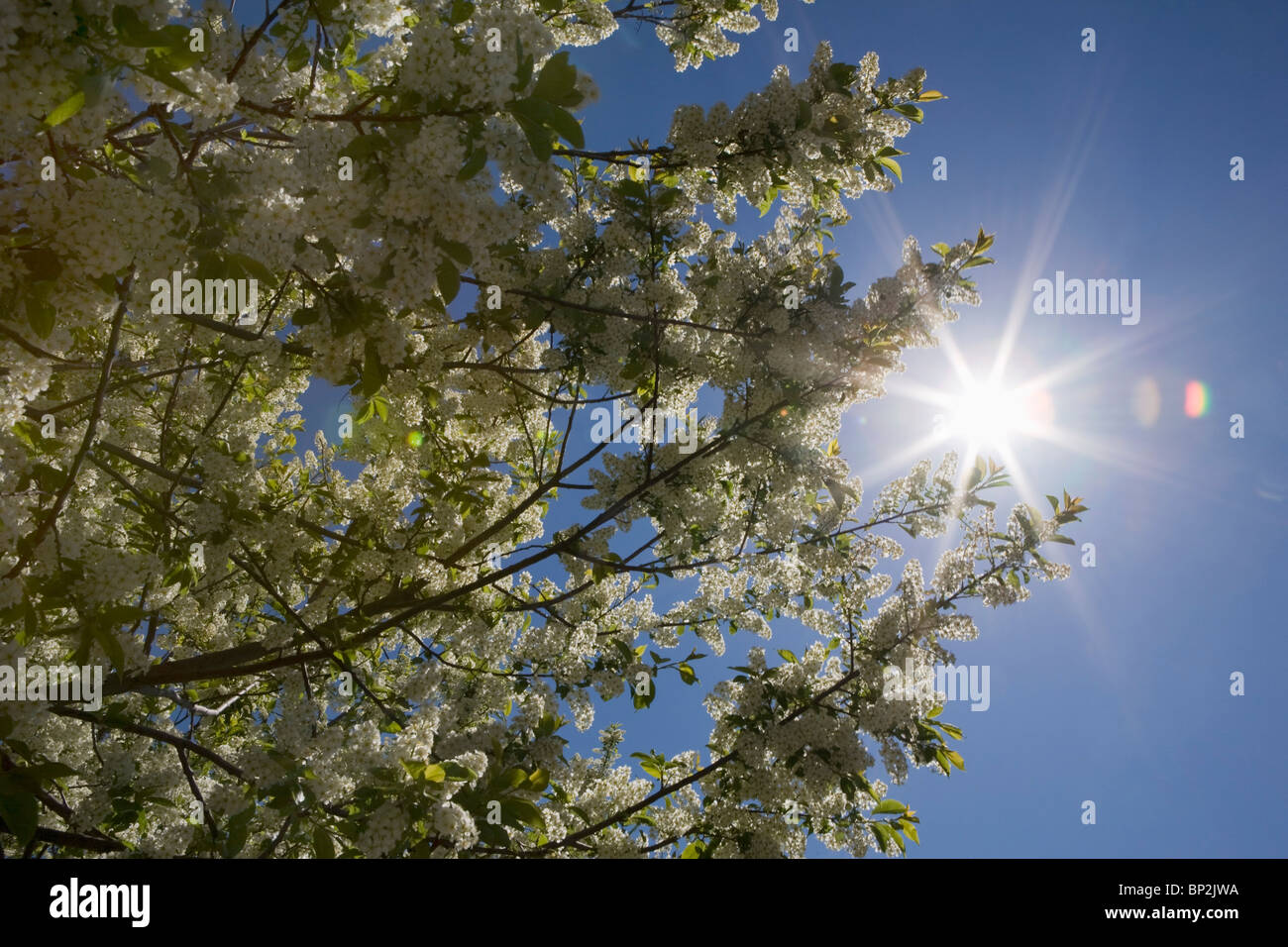 Calgary, Albert, Canada; basso angolo di una fioritura giorno di maggio ad albero e il burst di Sun Foto Stock