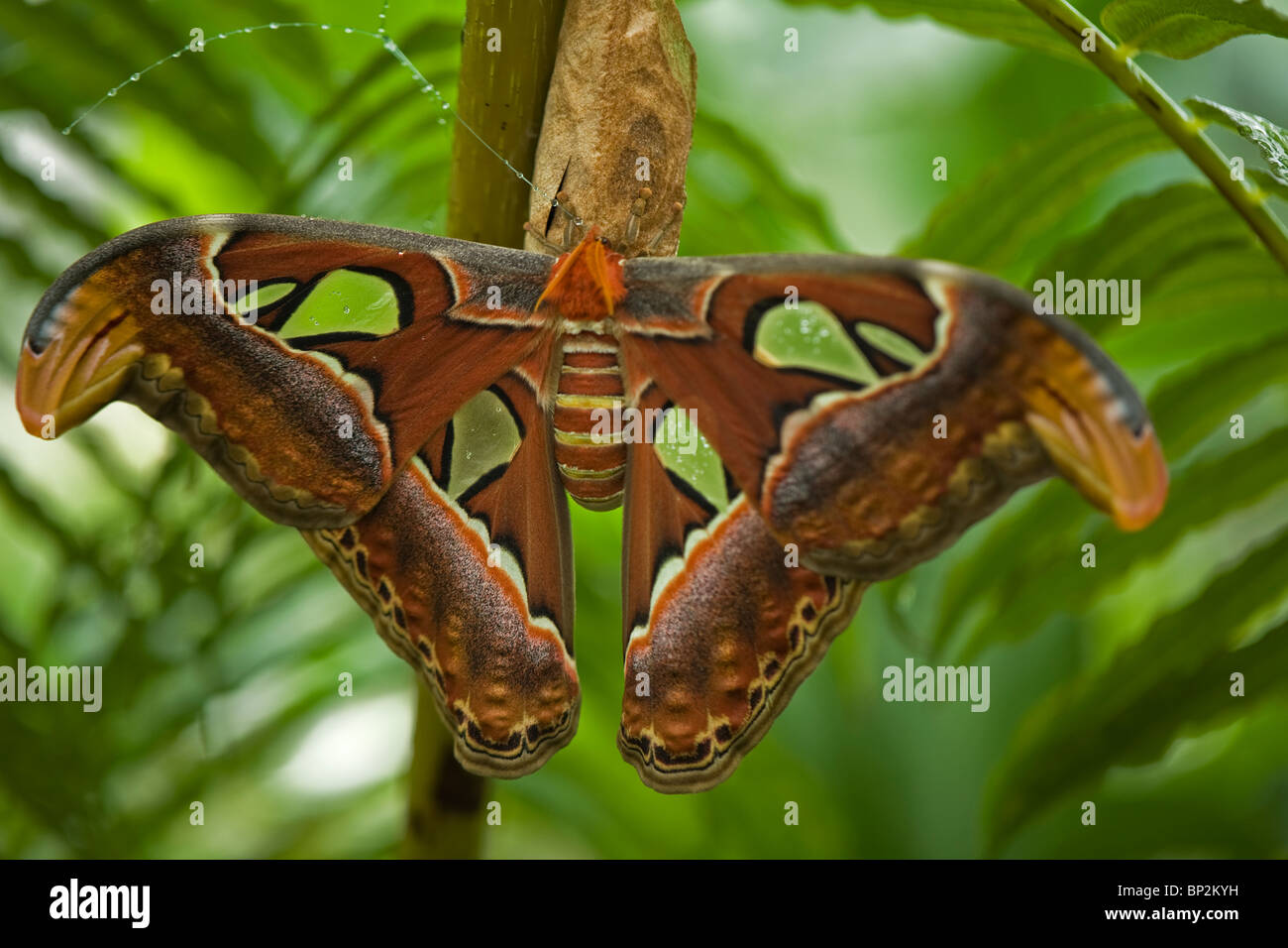 Gigante falena Atlas (attacus atlas) Foto Stock