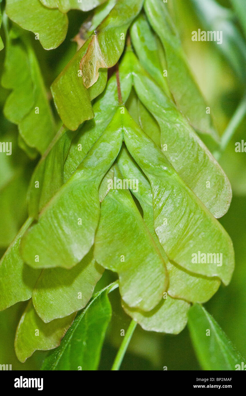 Albero di acero samaras whirlybirds o appeso a un albero che presto saranno gettate al vento. Foto Stock