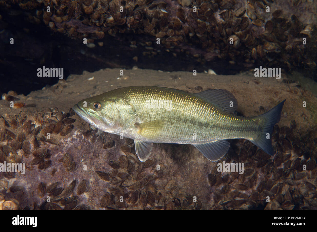 Un Largemouth Bass pesci di acqua dolce delle pattuglie sul fondo di una cava in Southern Ontario, Canada. Foto Stock
