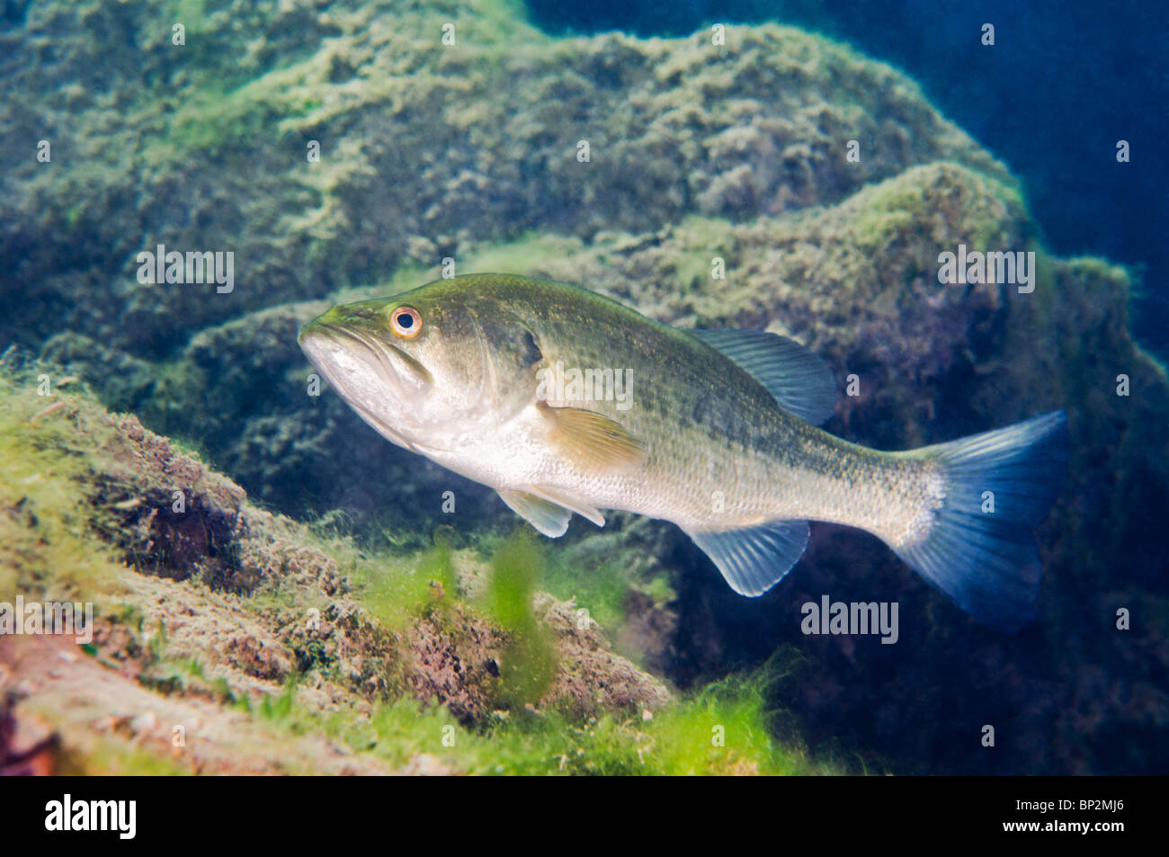 Un Largemouth Bass pesci di acqua dolce delle pattuglie sul fondo di una cava in Southern Ontario, Canada. Foto Stock