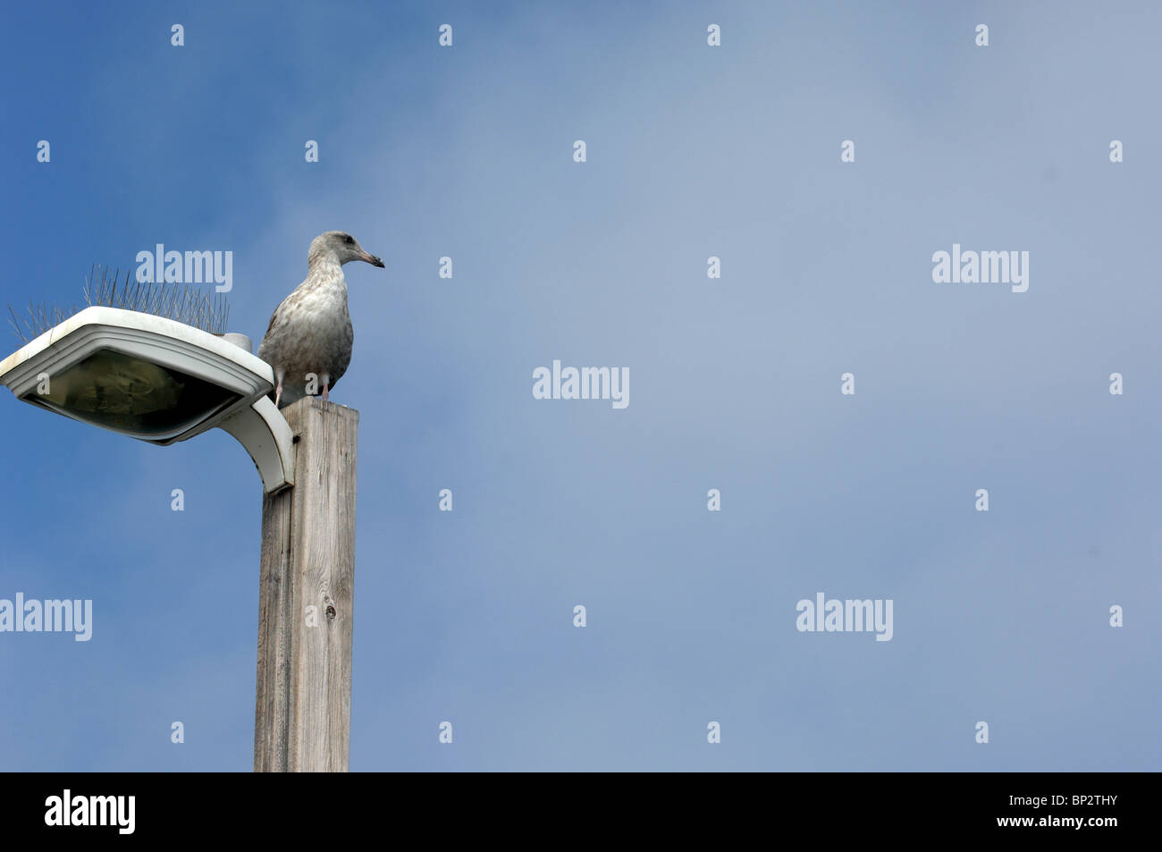 Proiettori e luci di un uccello contro un blu cielo nuvoloso con spazio per la copia. Foto Stock