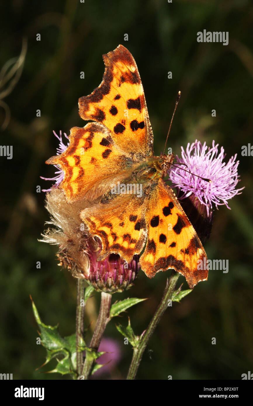 Virgola Butterfly Polygonia c album di famiglia Nymphalidae macro Foto Stock