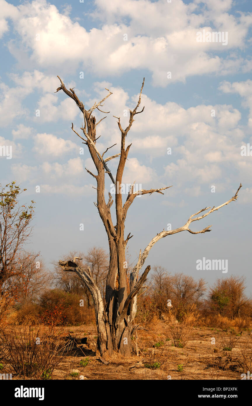 Albero morto a causa di danni di elefante, Okavango Delta, Botswana Foto Stock