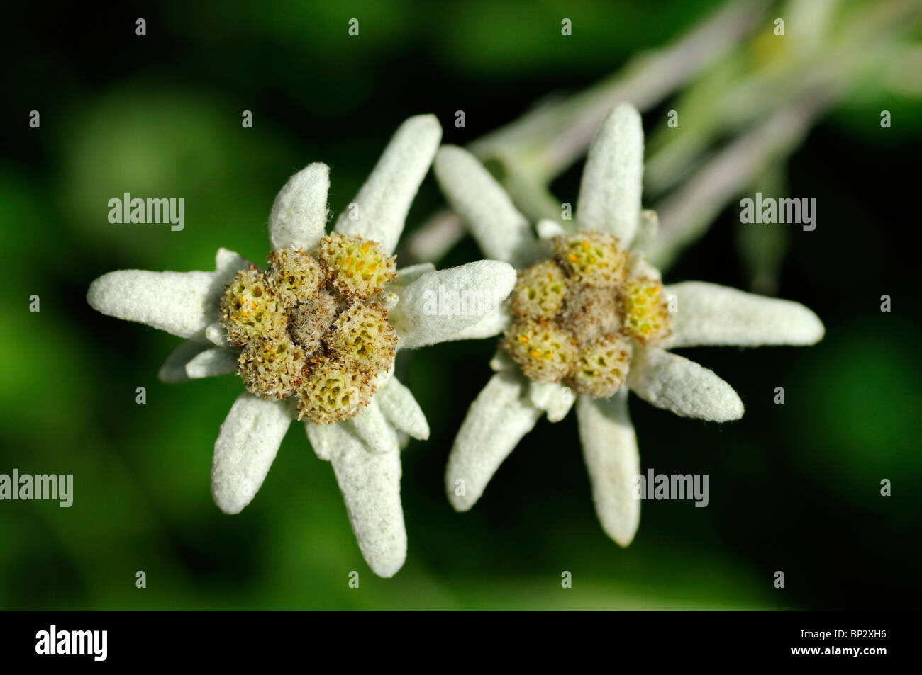 Edelweiss (Leontopodium alpinum Cass.) Foto Stock