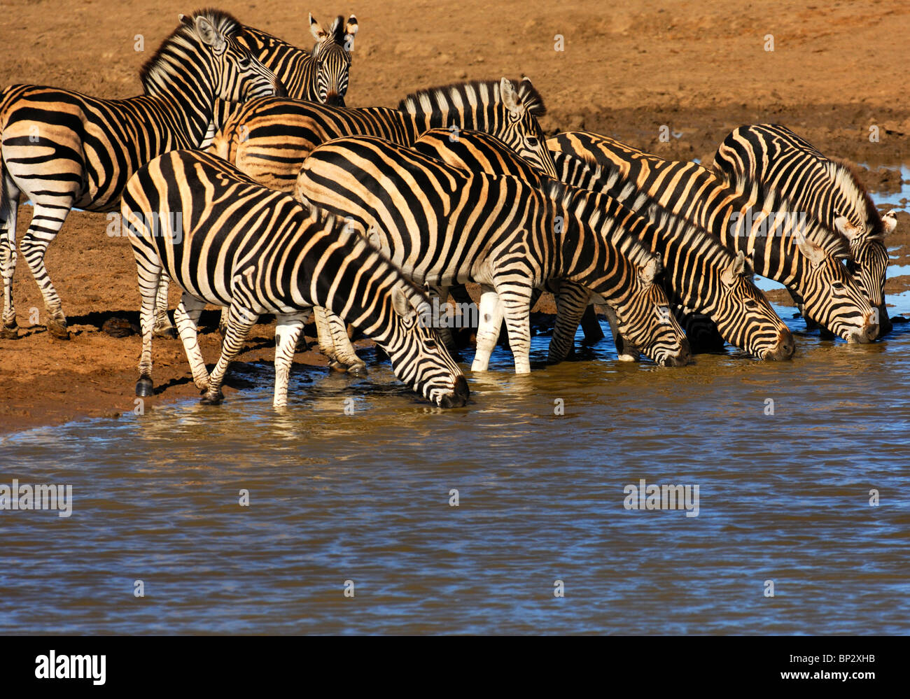 Allevamento di Burchell's zebre a waterwhole, Equus burchelli, Madikwe Game Reserve, Sud Africa Foto Stock