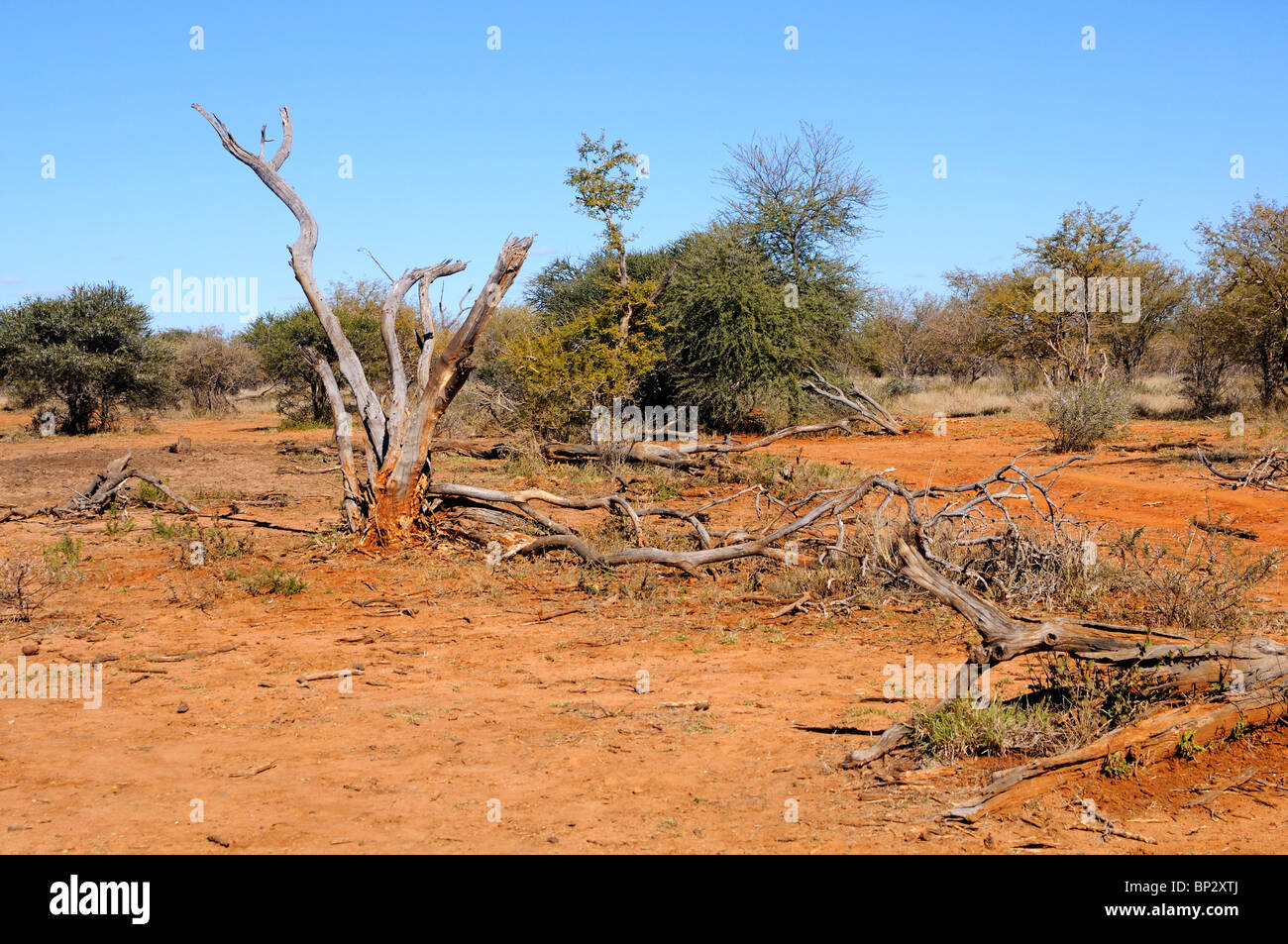 Albero morto a causa di danni di elefante, Okavango Delta, Botswana Foto Stock
