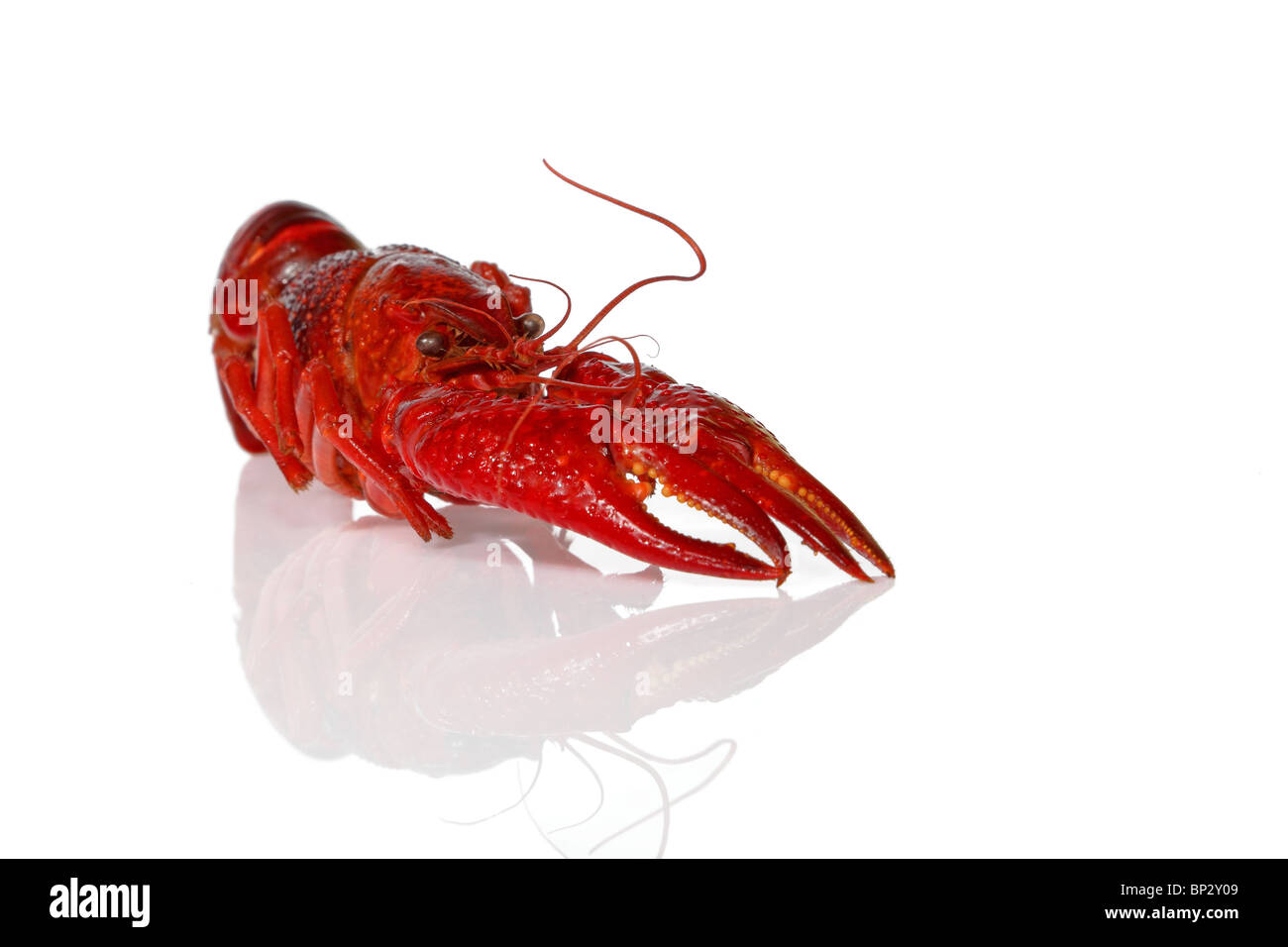 Grande aragosta isolato su un background. Foto Stock