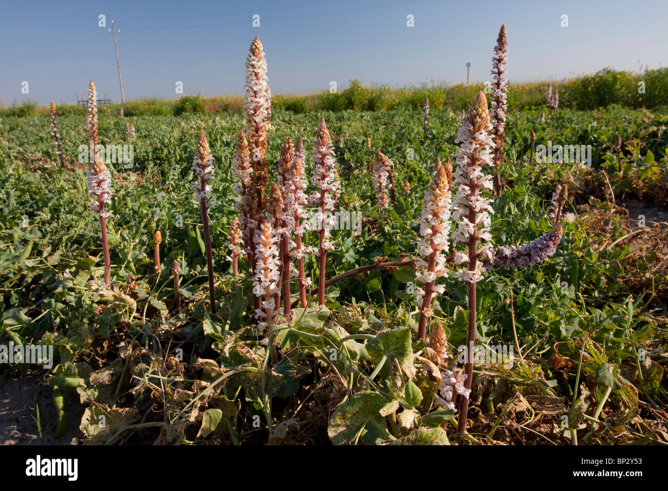 Succhiamele prataiolo Bean o Crenate Succhiamele prataiolo, Orobanche crenata sul parassita pea raccolto; Gargano, Italia. Foto Stock