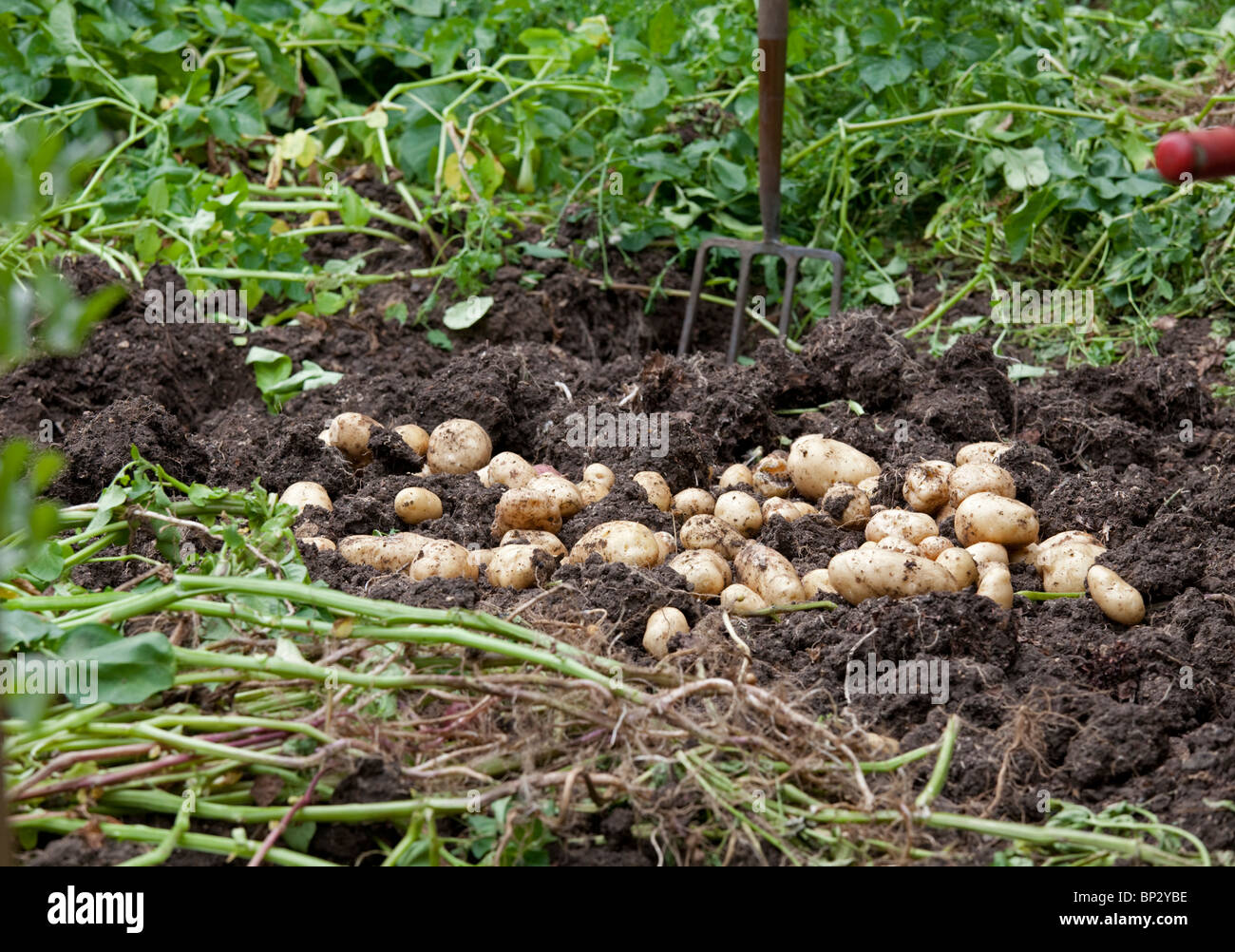 Di recente scavò le patate la posa sul suolo Costwolds REGNO UNITO Foto Stock