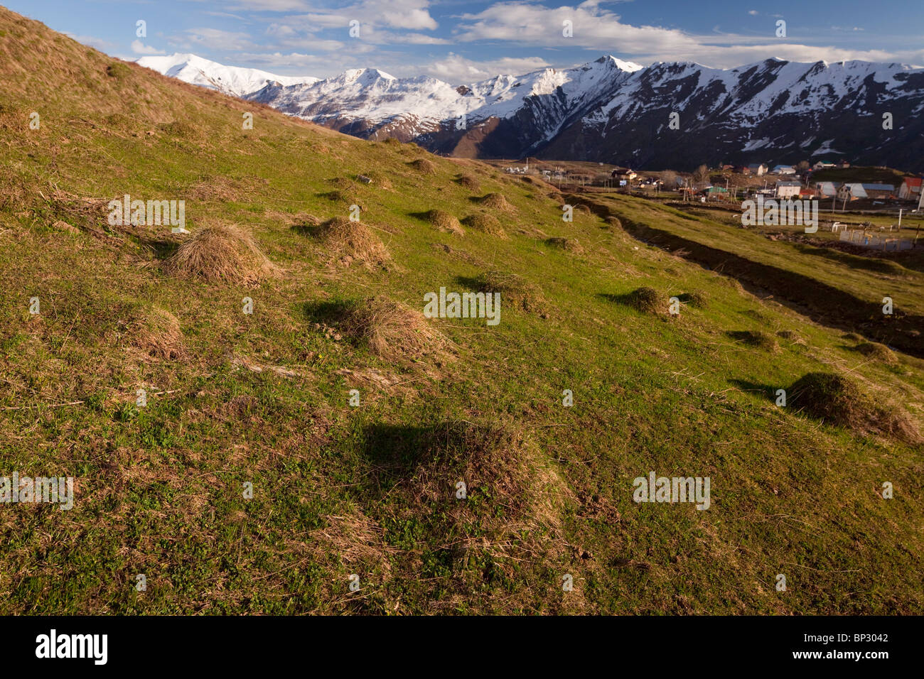 Anthills in antico pascolo alpino vicino a Gudauri, nel Grande Caucaso, Georgia. Foto Stock