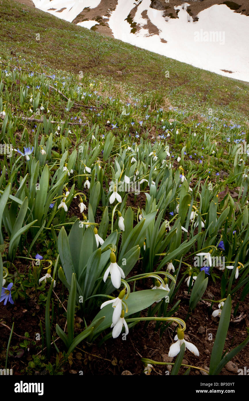 Masse di soggetti di razza caucasica Snowdrop Galanthus caucasicus (= G. alpinus) con Anemone caucasica Foto Stock