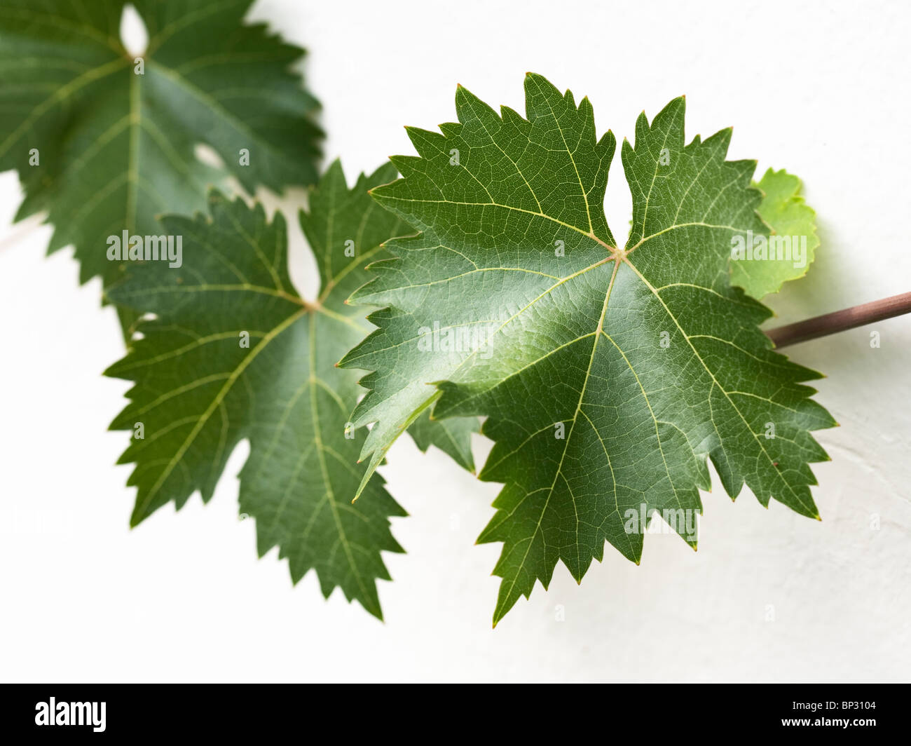 Close-up di foglie di uva con viticcio sul muro bianco Foto Stock