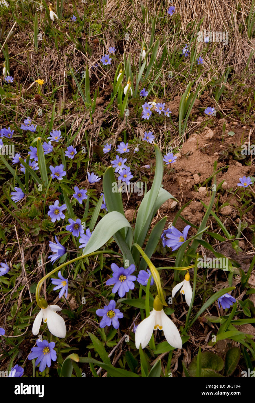 Masse di Anemone caucasici, Anemone caucasica con Caucasian Snowdrop Galanthus caucasicus nel Caucaso Minore, Georgia. Foto Stock