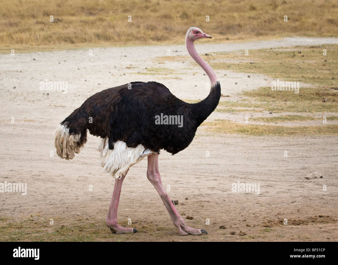 Comune di sesso maschile (struzzo Struthio camelus), Serengeti, Tanzania, Luglio 2007 Foto Stock